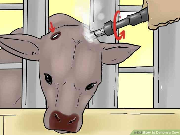 Image intitulée Écorner une Vache Étape 22